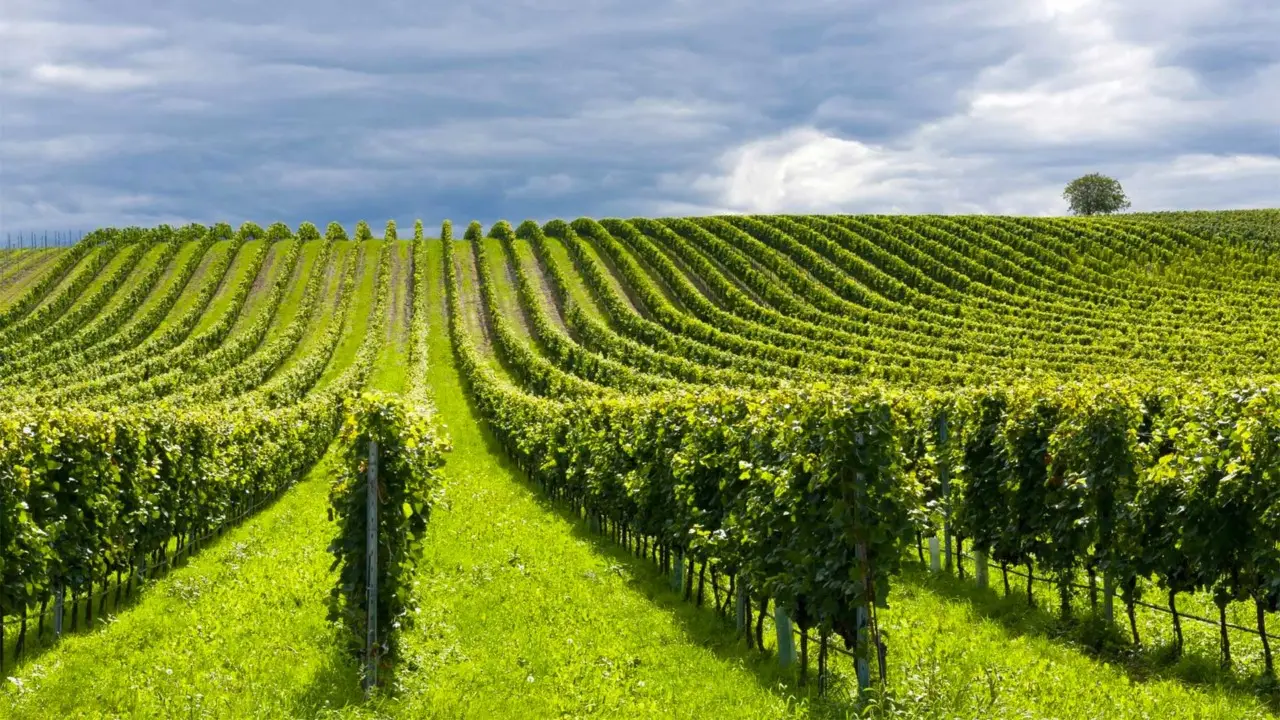 Allarme vigneti: ecco i parassiti più pericolosi che stanno distruggendo le uve