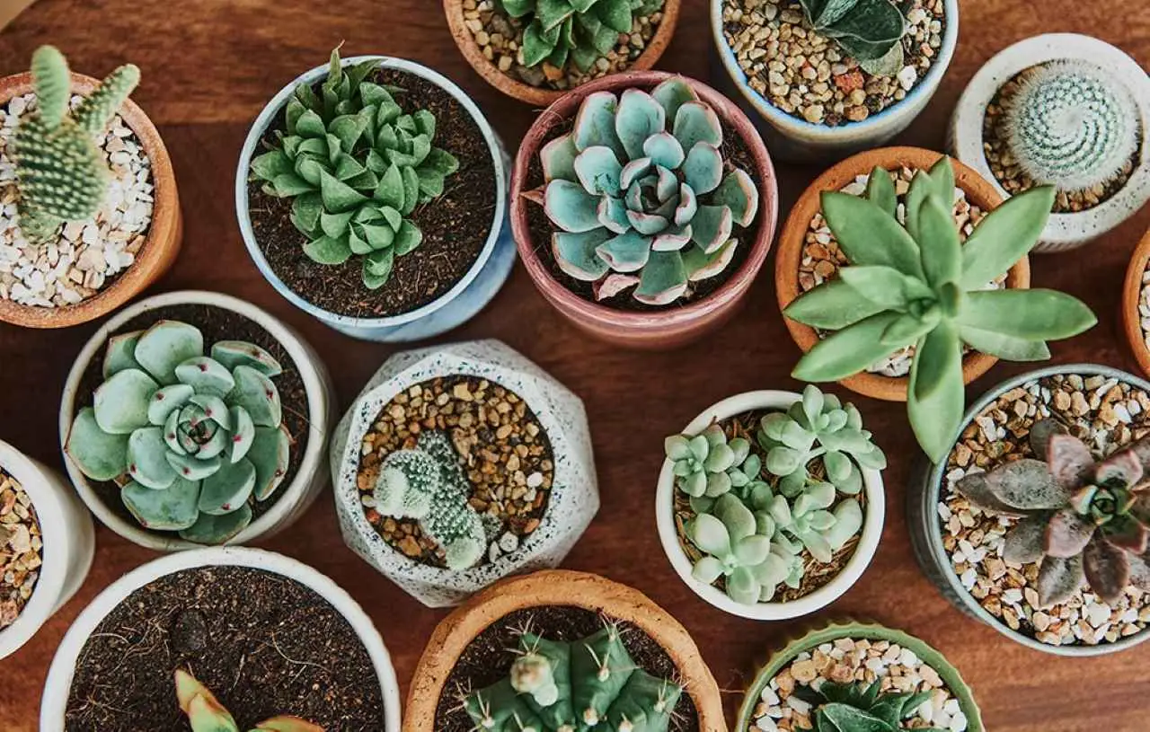 Le piante grasse perfette per chi non ha il pollice verde: ecco quali scegliere