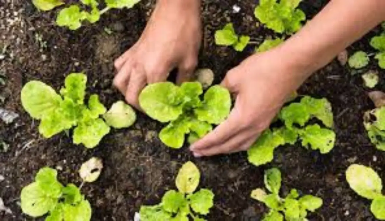 Allarme orto: se le radici delle tue piante sono così hai i nematodi e devi usare questo